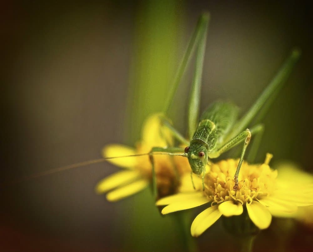 Green Grasshopper Bloom by Anna Cseresnjes — canvas wall art