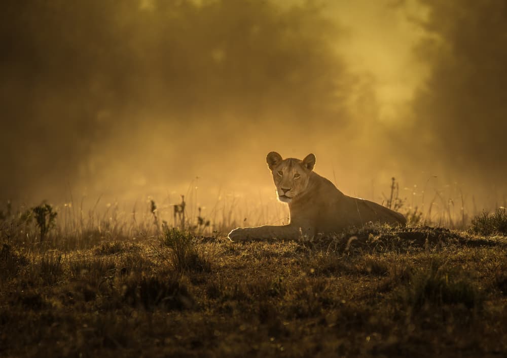 Golden Light Lioness by Judy Tseng — canvas wall art