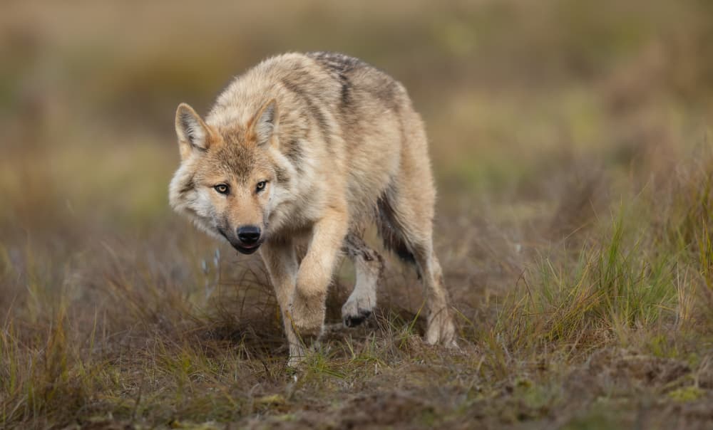 Watchful Wild Wolf by Marco Barisone — canvas wall art