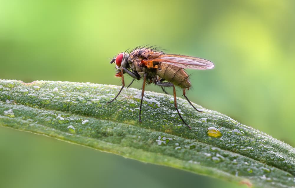 Macro Fly on Dewy Leaf by Atul Saluja — canvas wall art