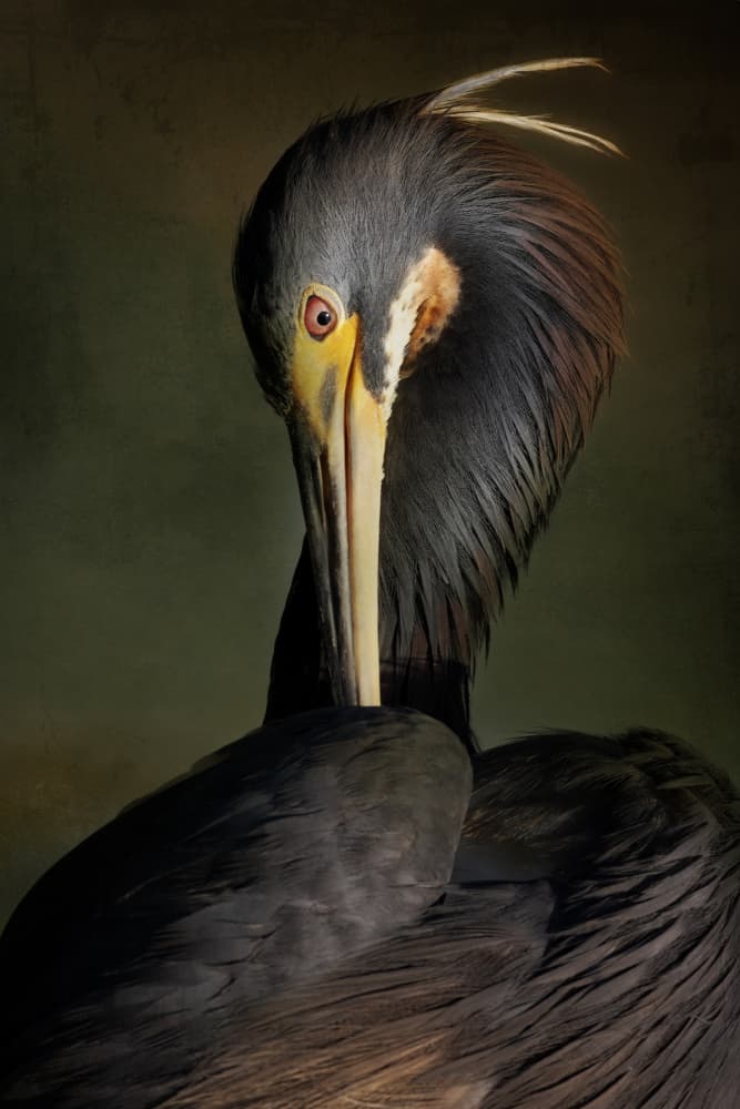 Elegant Heron Portrait by Linda D Lester — canvas wall art
