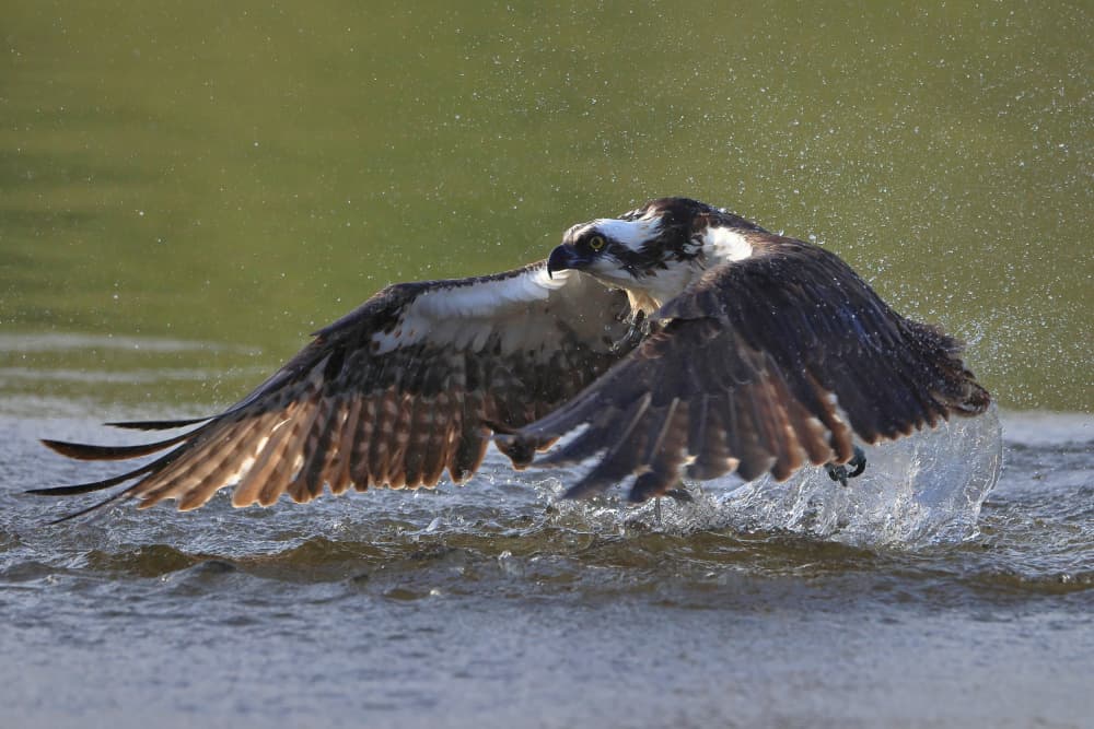 Flying Osprey Takeoff by Gavin Lam — canvas wall art