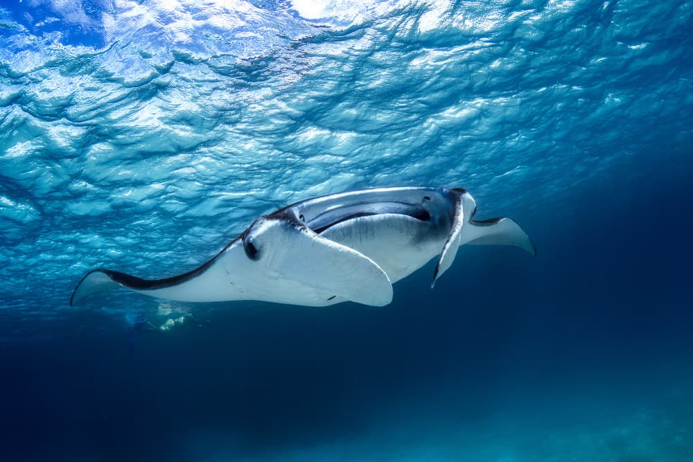 Graceful Manta Ray Swim by Barathieu Gabriel — canvas wall art