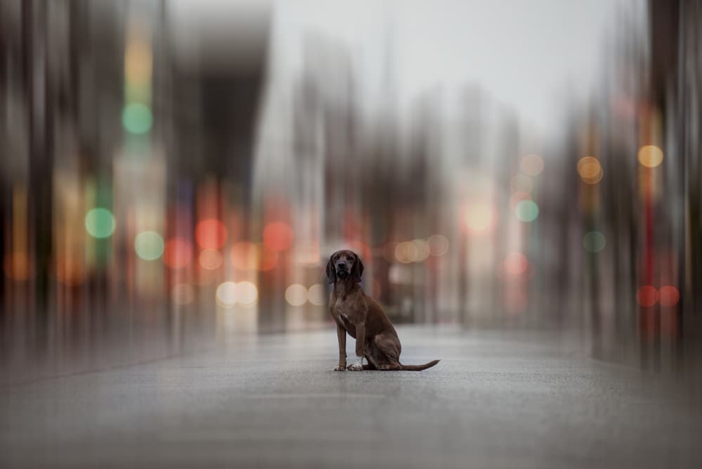 Solitary City Hound by Heike Willers — canvas wall art