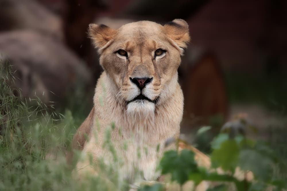 Regal Lioness Portrait by Antje Wenner-Braun — canvas wall art