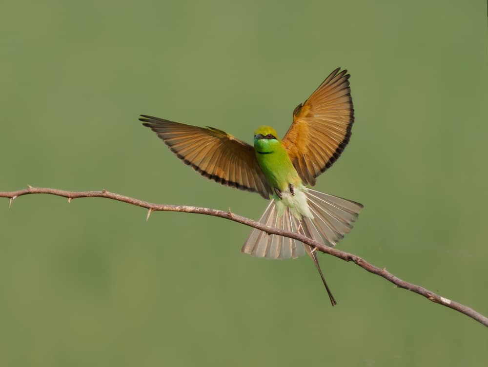 Green Bee-eater Flight by Rajat Dhesi — canvas wall art