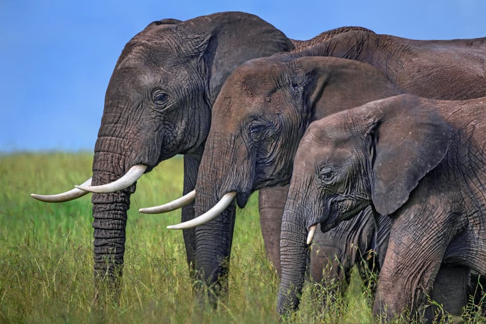 African Elephant Family by Xavier Ortega — canvas wall art