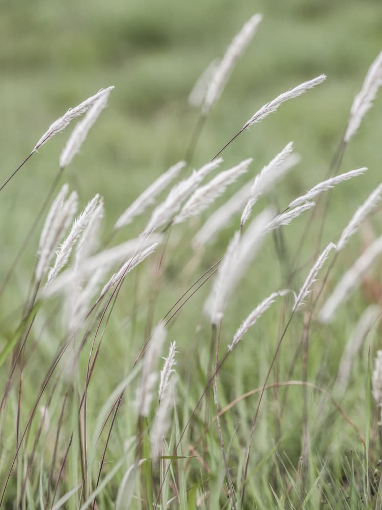 Whispering Meadows by Shot by Clint — canvas wall art