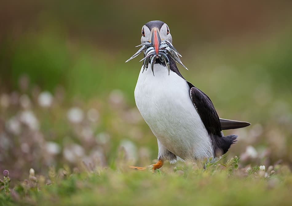 Puffin's Fresh Catch by Fabiola Forns — canvas wall art