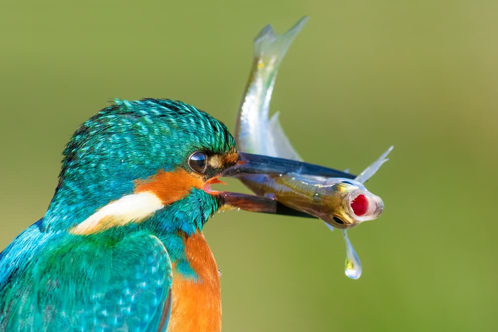 Vibrant Kingfisher Fishing by Petar Sabol — canvas wall art