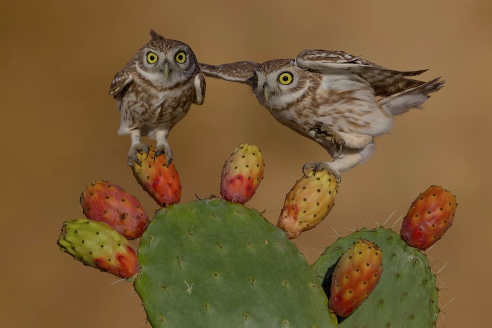Little Owls On Cactus by David Manusevich — canvas wall art