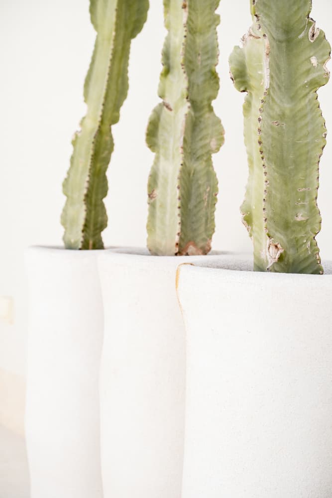 Cacti In White Pots by Henrike Schenk — canvas wall art