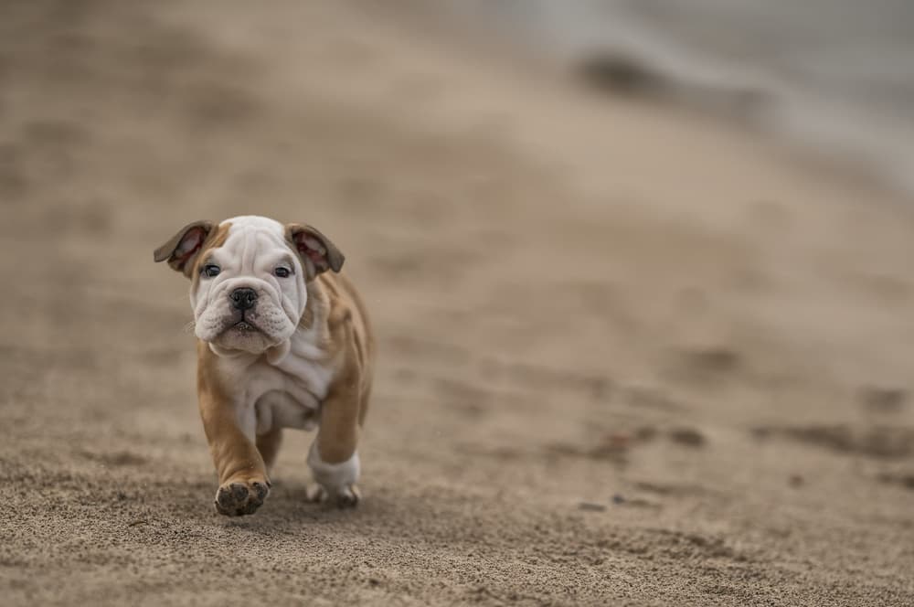 Little Bulldog Puppy Run by Gert van den Bosch — canvas wall art