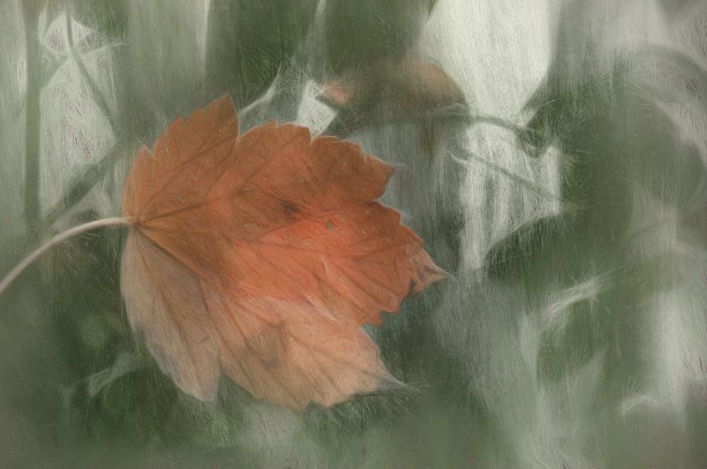 Muted Autumn Leaf by Gilbert Claes — canvas wall art