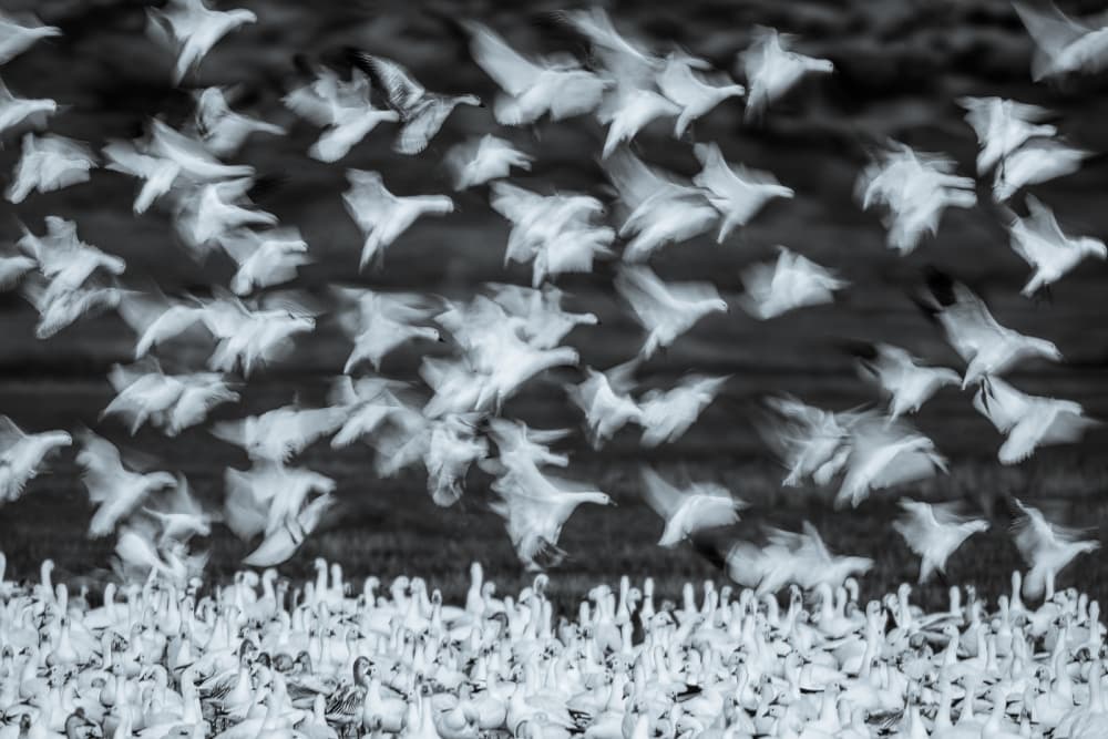 Flock in Motion by John Fan — canvas wall art