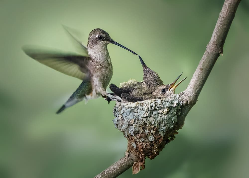 Hummingbird Feeding Baby by Qing Zhao — canvas wall art