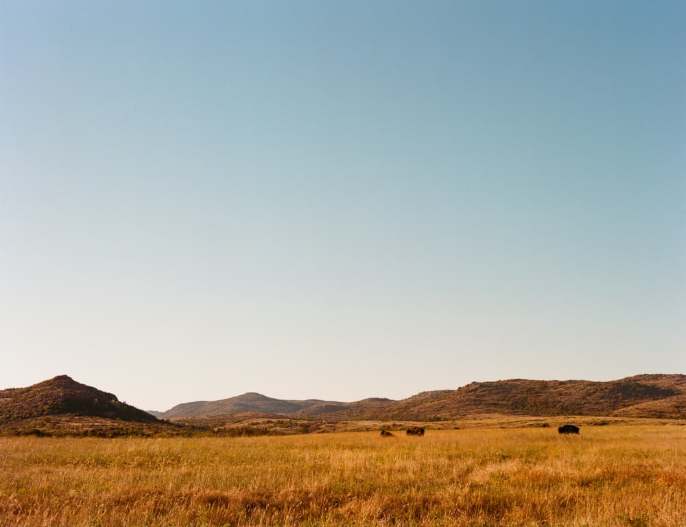 Golden Prairie And Cattle by Bethany Young — canvas wall art