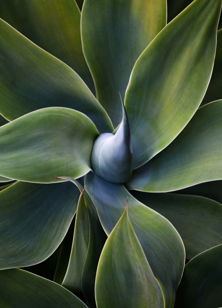 Graceful Green Agave by Robin Wechsler — canvas wall art