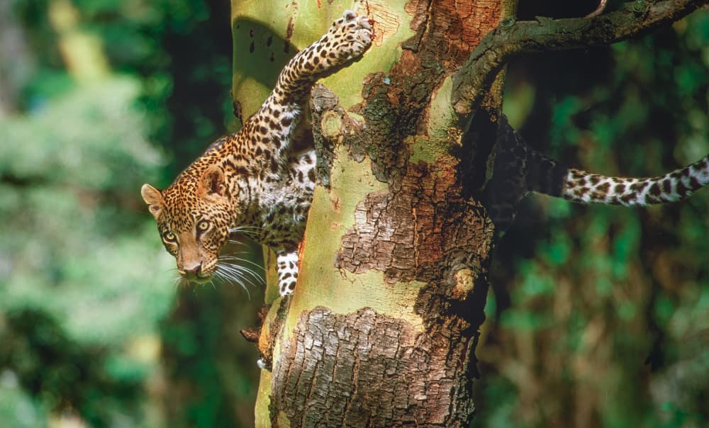 Watchful Leopard Climb by Jeffrey C. Sink — canvas wall art