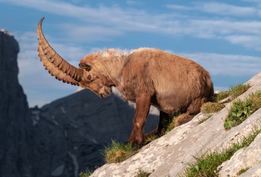 Majestic Alpine Ibex by Ales Krivec — canvas wall art