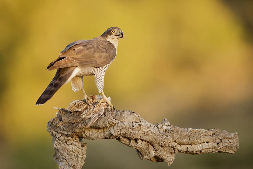 Goshawk's Golden Catch by David Manusevich — canvas wall art