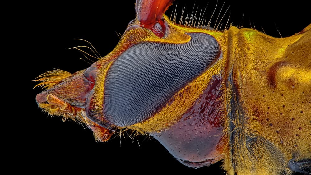 Vibrant Golden Insect Eye by Edy Pamungkas — canvas wall art