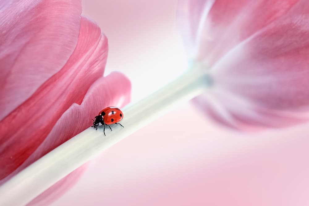 Ladybug on Pink Tulip by Lydia Jacobs — canvas wall art