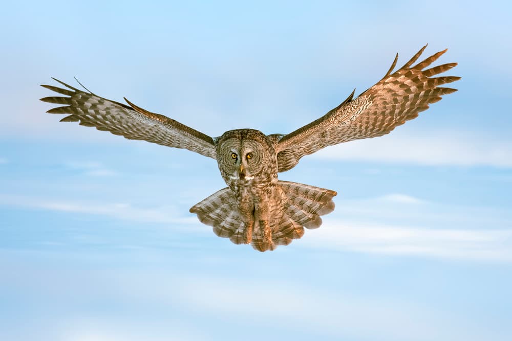 Soaring Gray Owl by Rob Li — canvas wall art