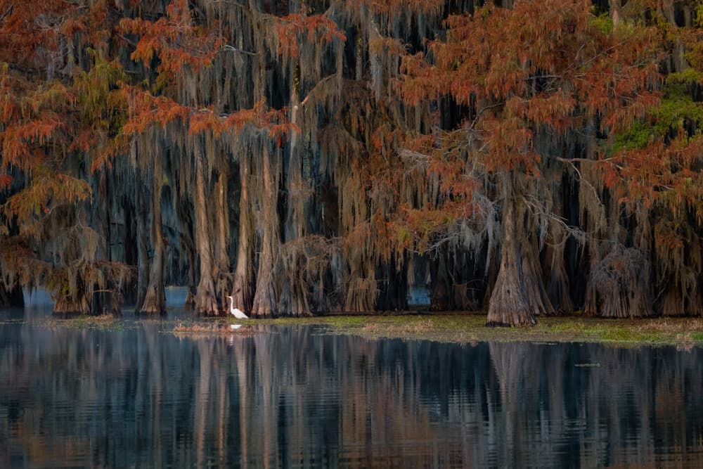 Autumn Cypress Egret Reflection by Luigi Ruoppolo — canvas wall art