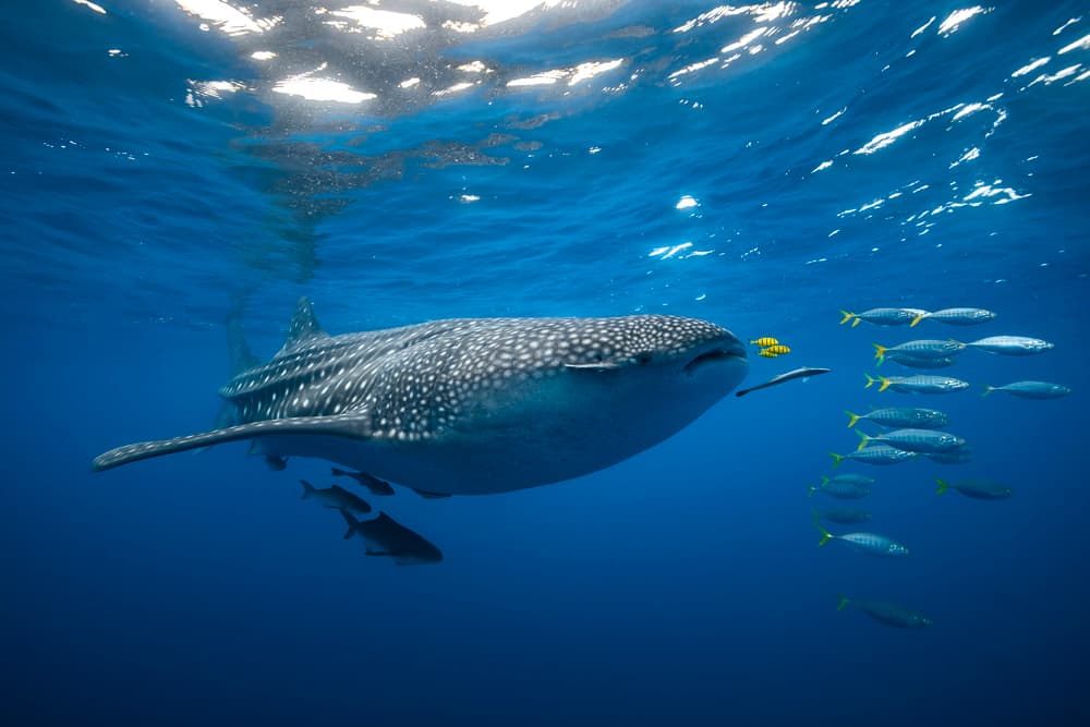 Whale Shark Blue Ocean by Barathieu Gabriel — canvas wall art
