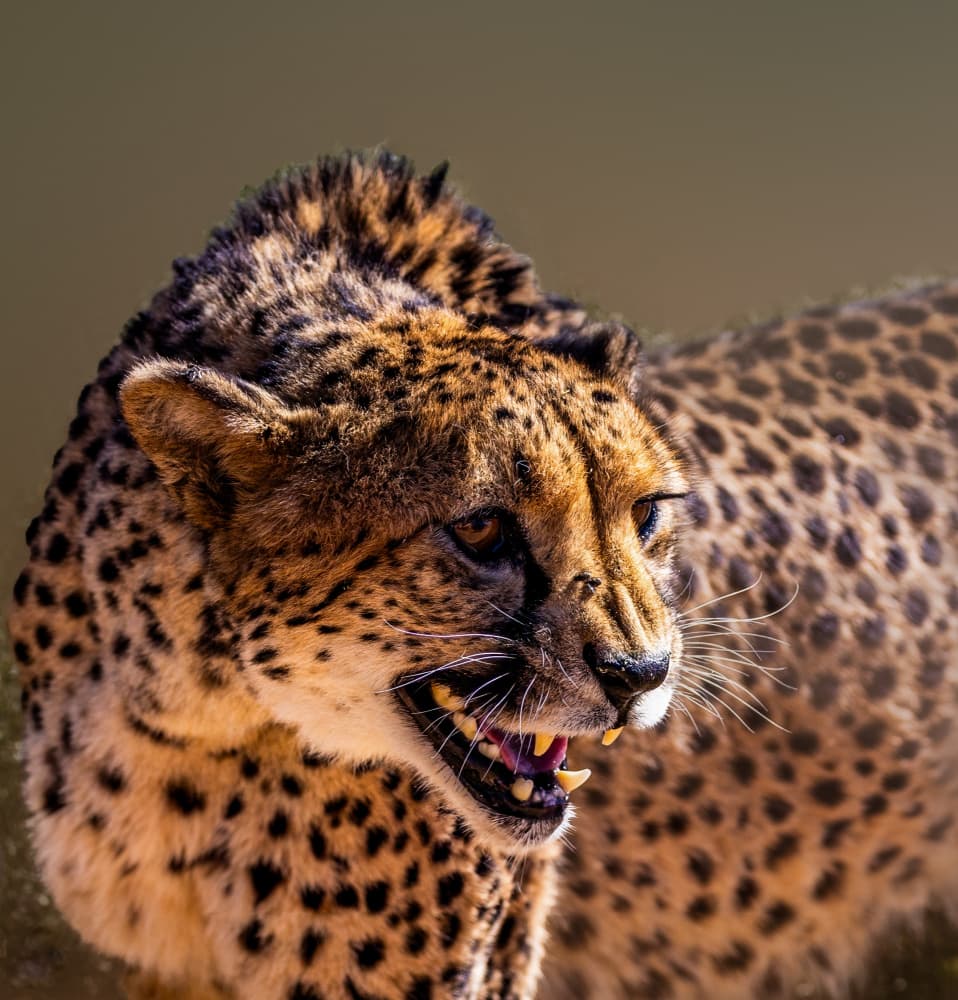 Fierce Cheetah Snarls by Songhu Yan — canvas wall art