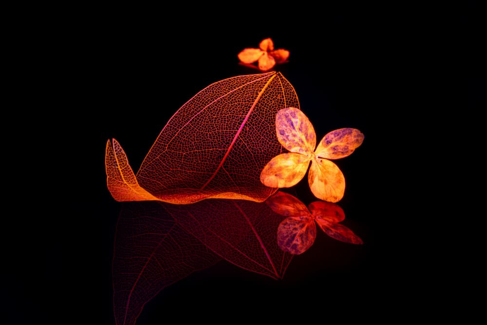 Delicate Floral Reflection by Igor Kopcev — canvas wall art
