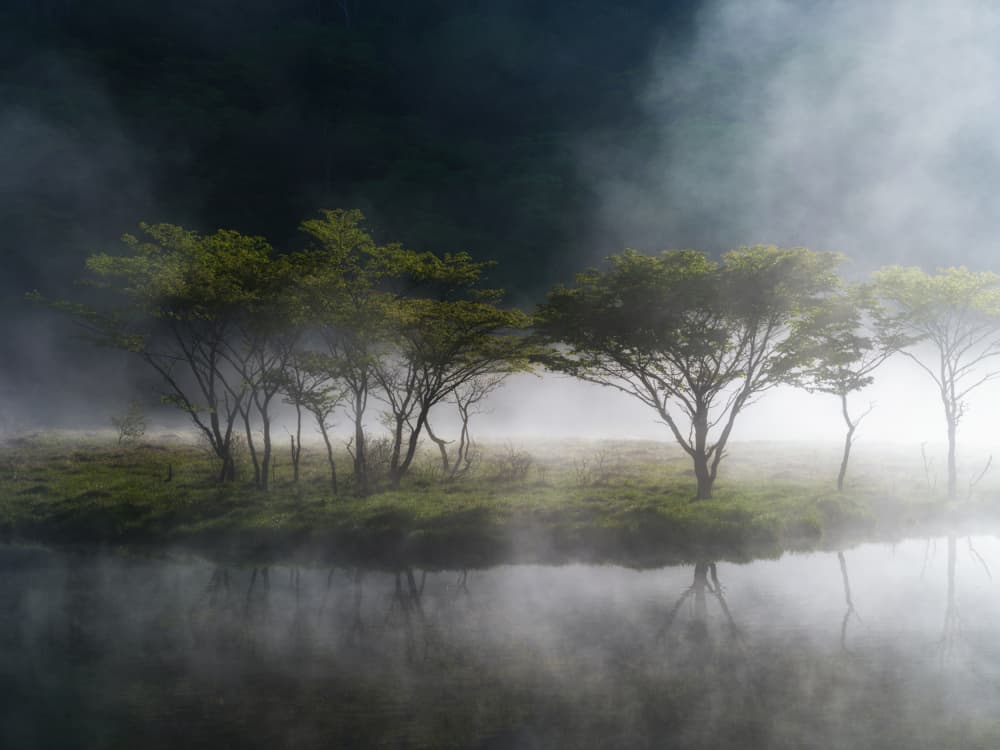 Misty Lake Trees by K_Tsunoda — canvas wall art
