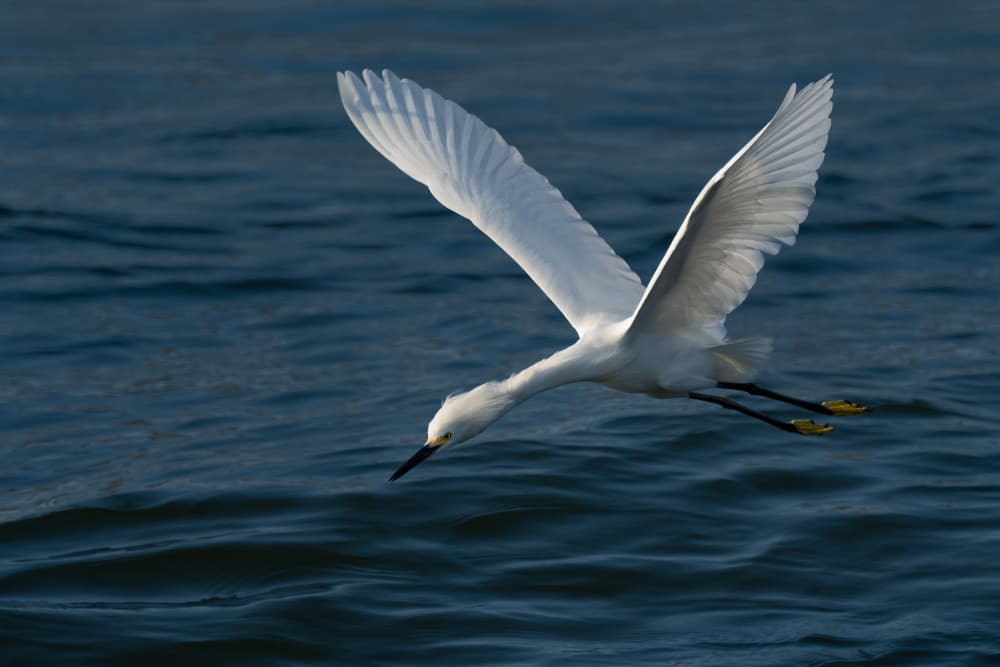 Graceful Egret Flight by John Fan — canvas wall art
