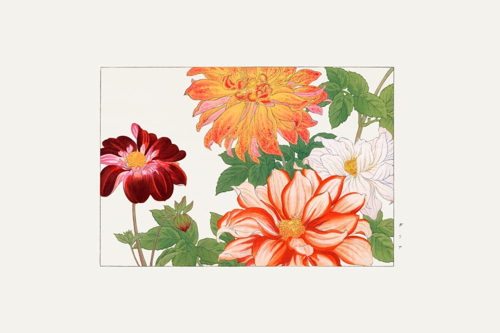 Dahlia Flower by Tanigami Konan — canvas wall art