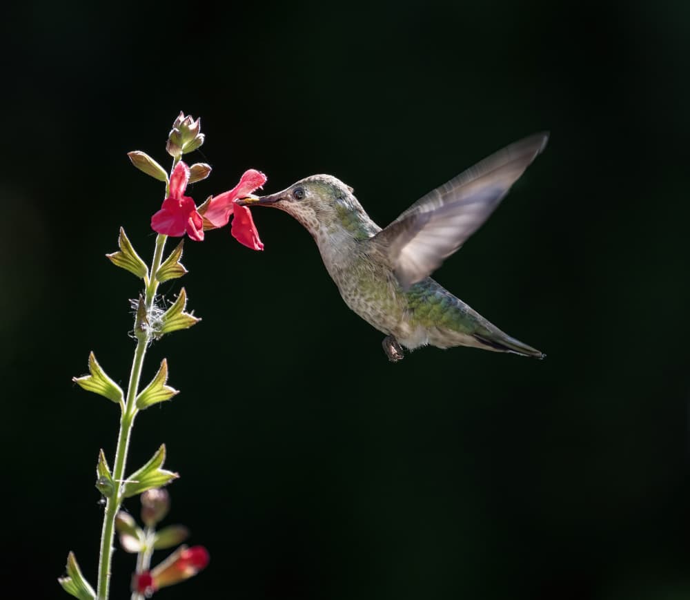 Green Hummingbird Nectar by Judy Tseng — canvas wall art