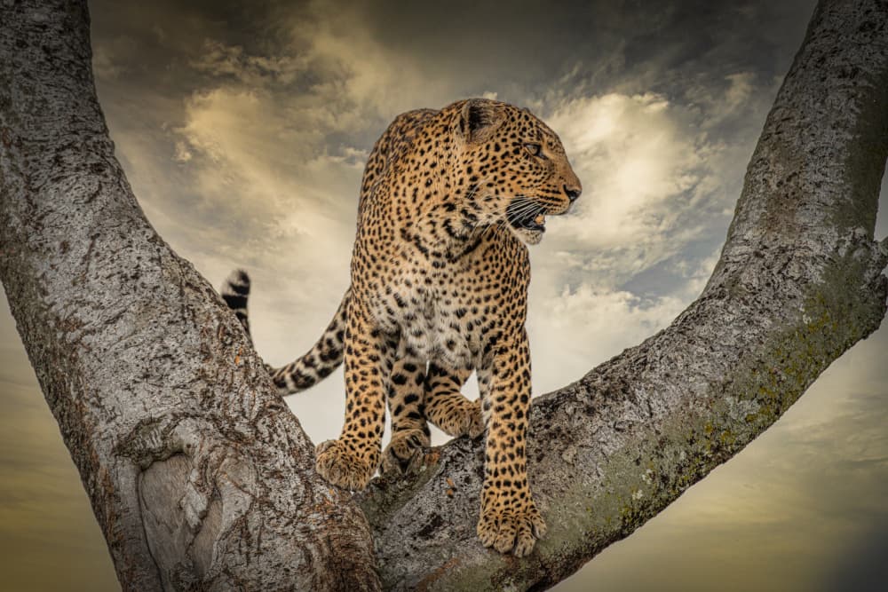 Wild Leopard on Tree by Isam Telhami — canvas wall art