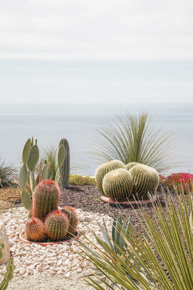 Coastal Cactus Garden by Henrike Schenk — canvas wall art