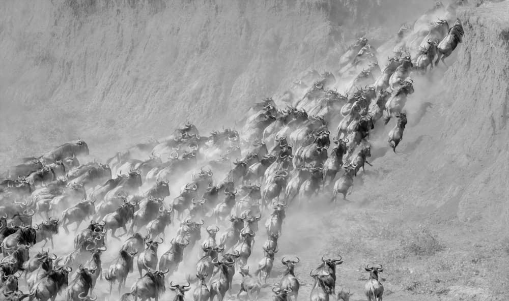 Wildebeest Great Migration by Jennifer Lu — canvas wall art