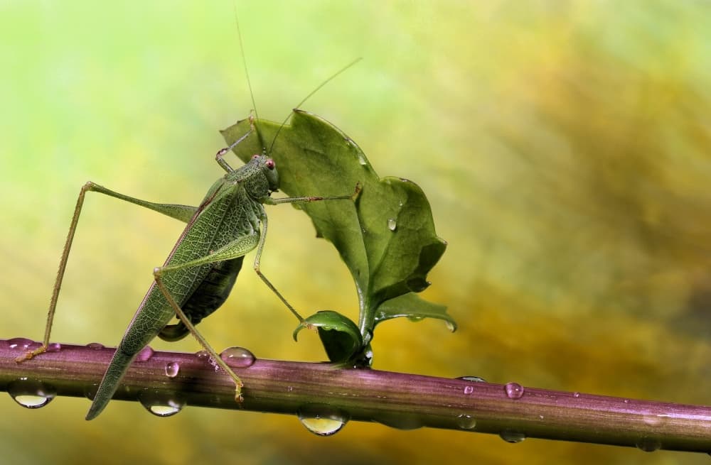 Dewy Green Grasshopper by Jimmy Hoffman — canvas wall art