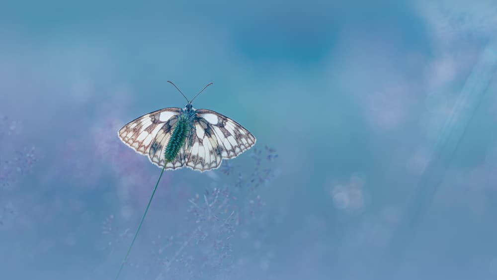 Marbled White Dream by Kutub Uddin — canvas wall art