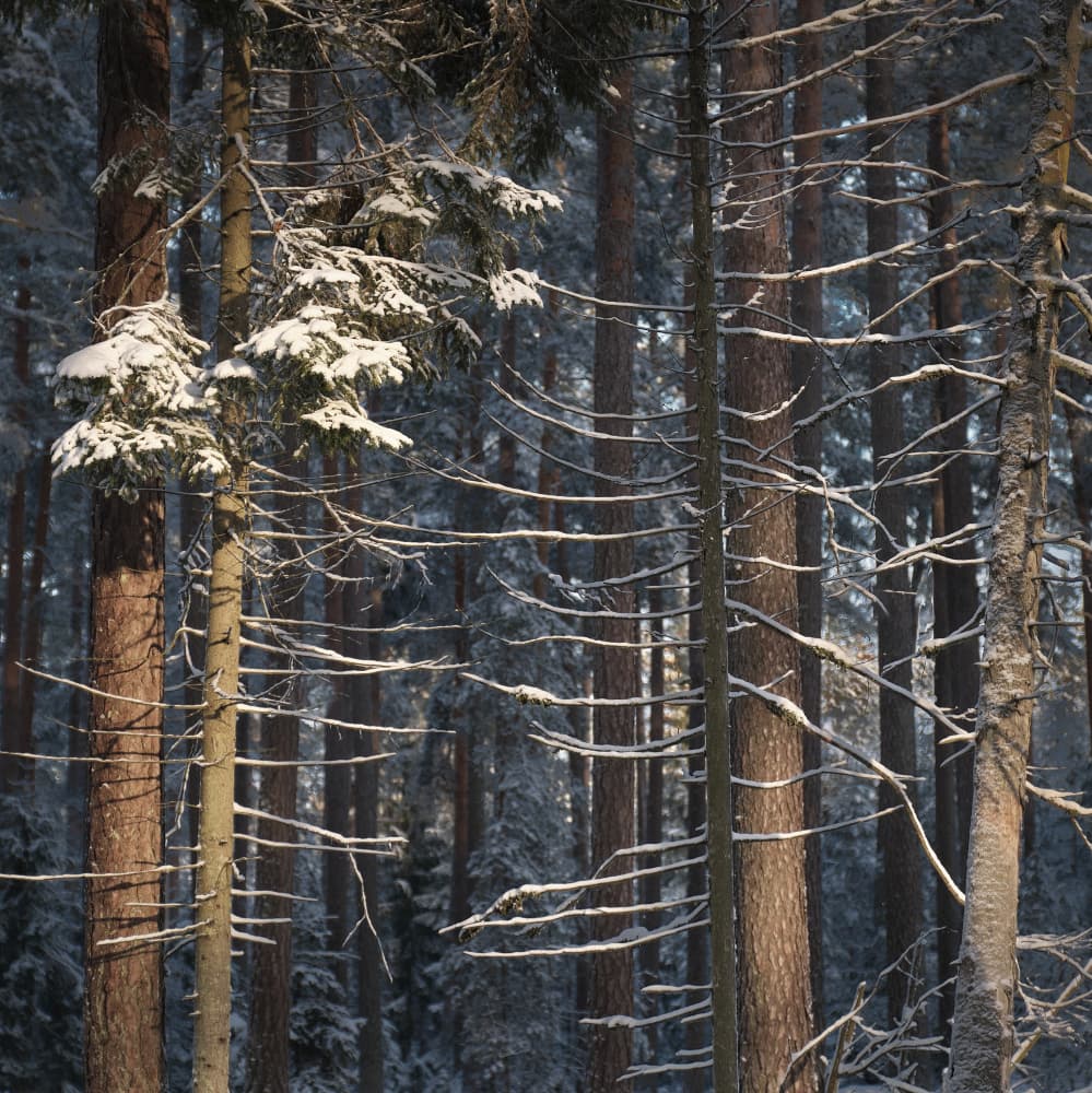 Sunlit Winter Forest by Hamed Bank — canvas wall art