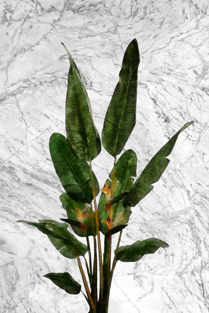 Bird of Paradise on Marble by amini54 — canvas wall art