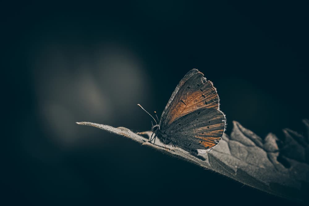 Quiet Butterfly Moment by Stuart Williams — canvas wall art