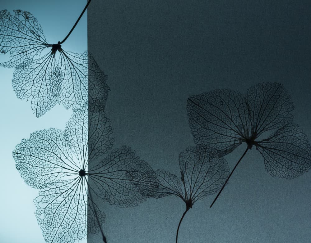 Delicate Blue Skeleton Leaves by Shihya Kowatari — canvas wall art