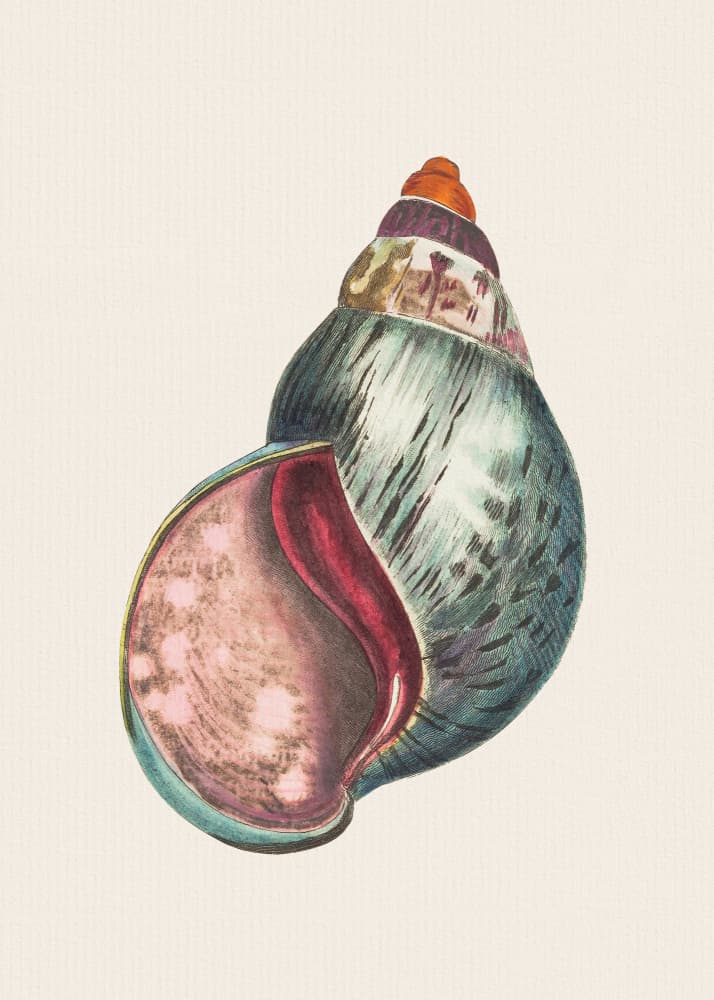Agate Bulla by George Shaw — canvas wall art