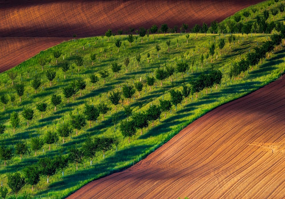 Green Orchard Fields by Slawomir Kowalczyk AFRP FIAP IAAP — canvas wall art