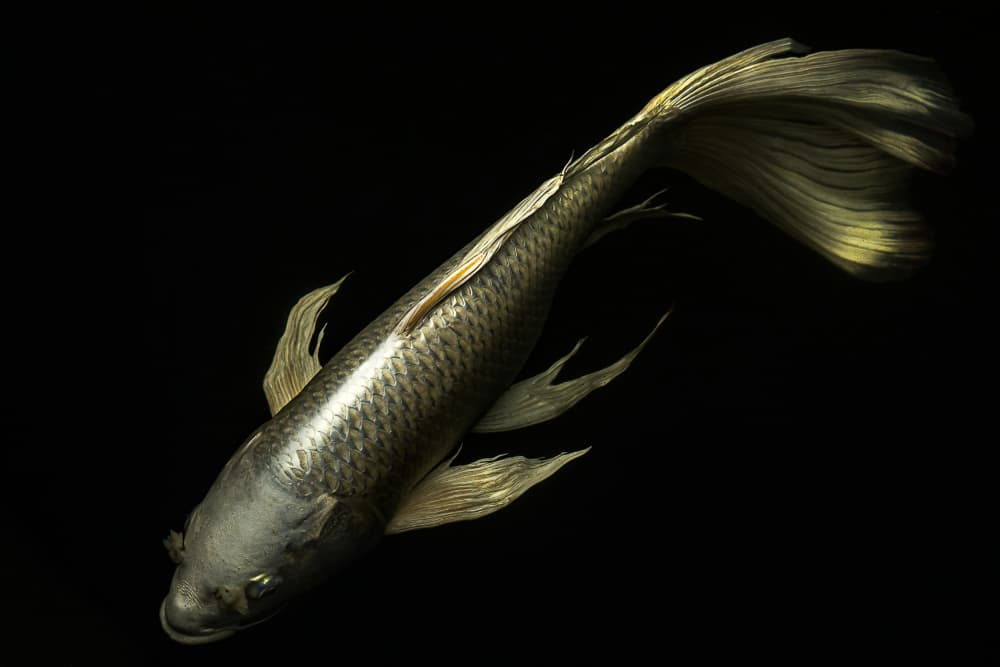 Elegant Metallic Fish by Satoshi Hatsumori — canvas wall art