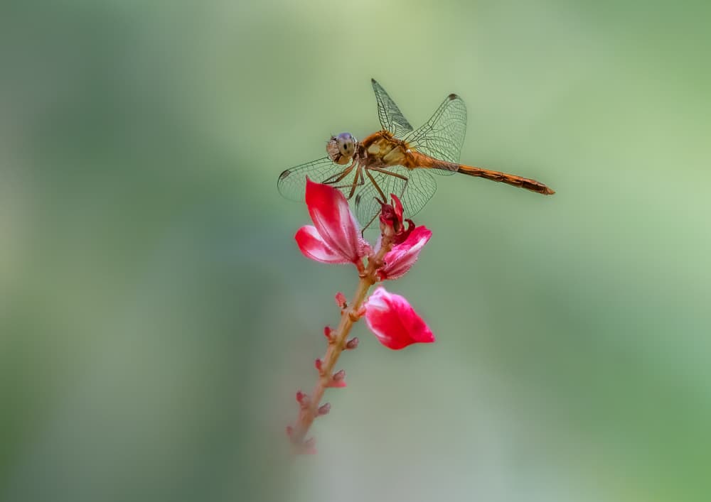 Dragonfly on Red Flower by Atul Saluja — canvas wall art