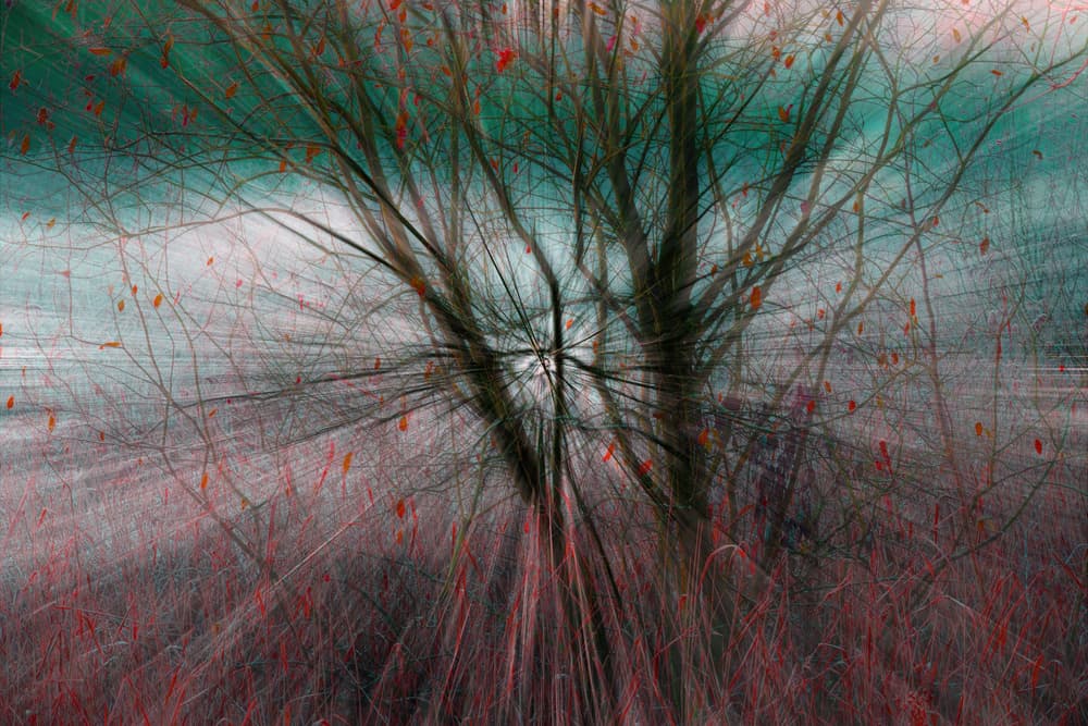 Natures blast. by Chris Hamilton — canvas wall art